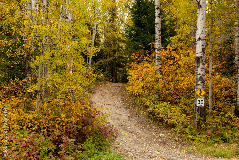 Fototapeta premium szlak w lesie