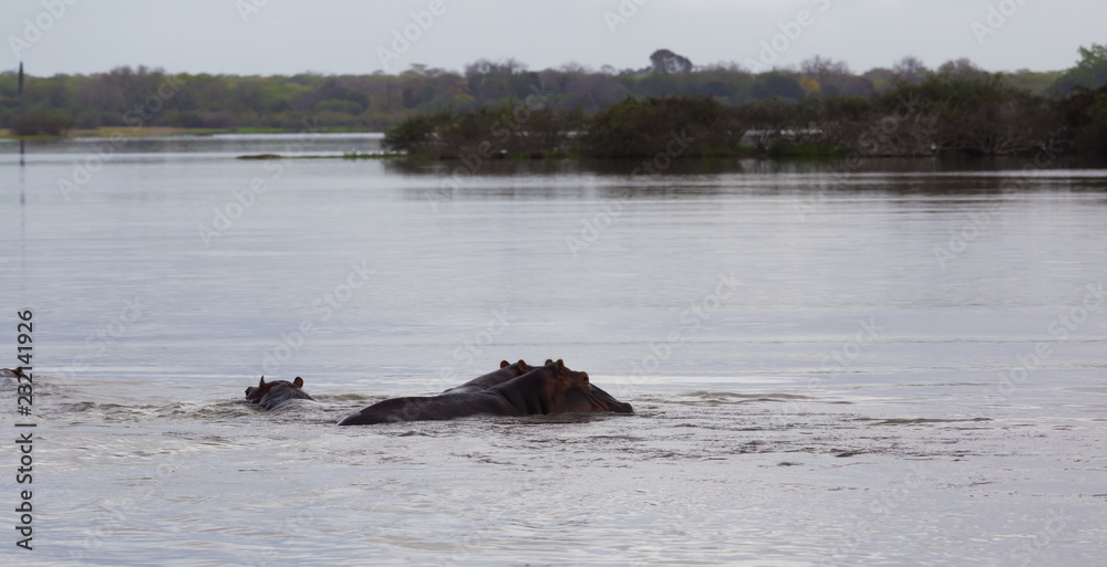 Fototapeta premium Tanzania. Hippos in Selous park