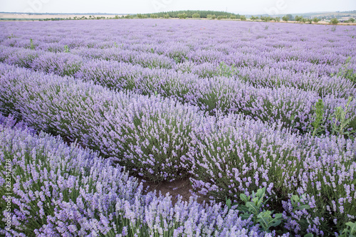 Purple fields of lavender, organic growing of scented flowers