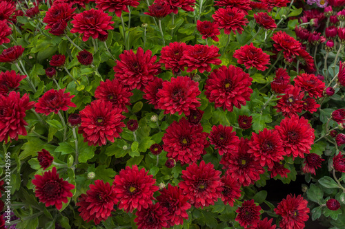 Chrysanthemums