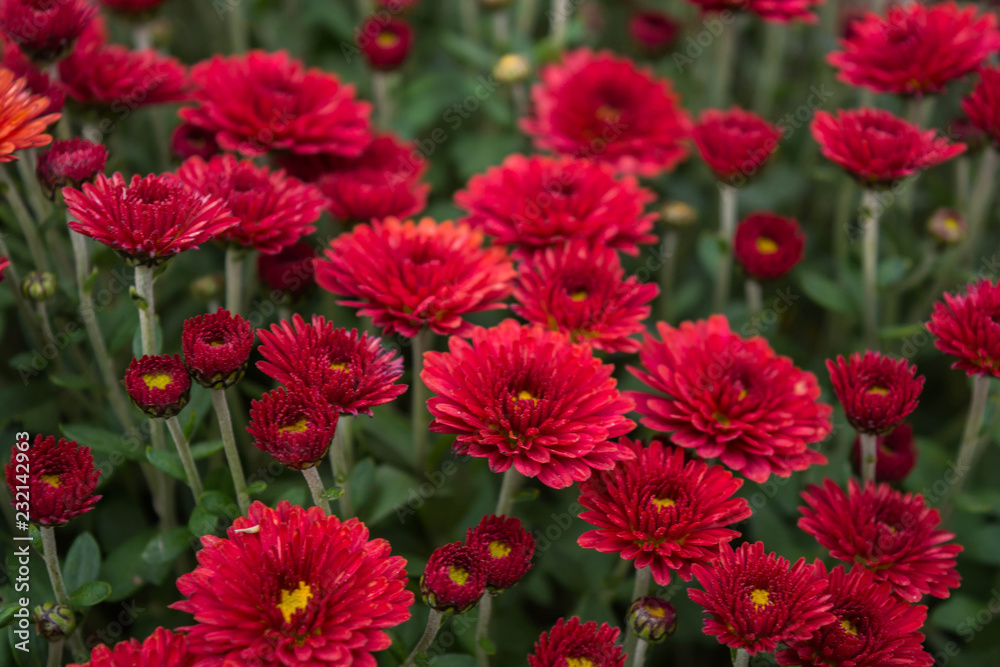 Chrysanthemums Chrysanthemums