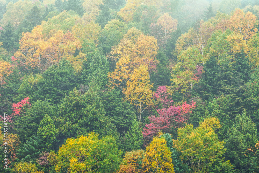 霧湧く紅葉の森林