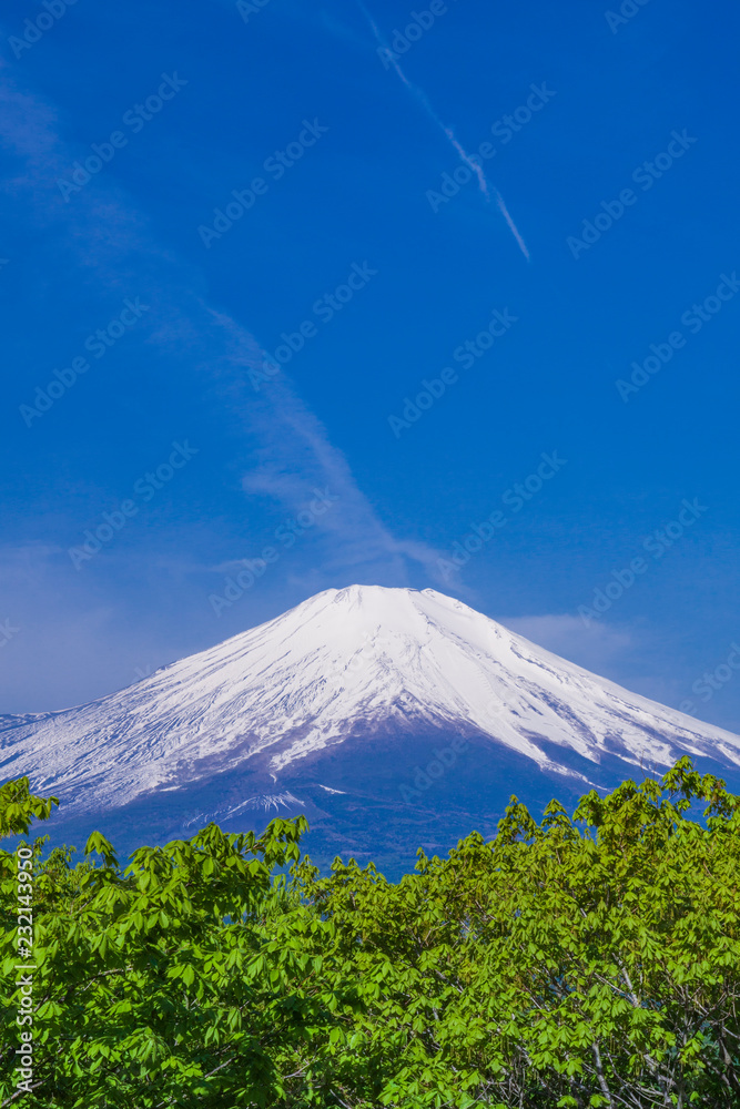 Fototapeta premium 新緑の木立と富士山