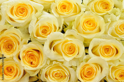 soft yellow roses