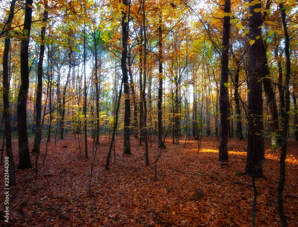 Obraz premium yellow trees in autumn