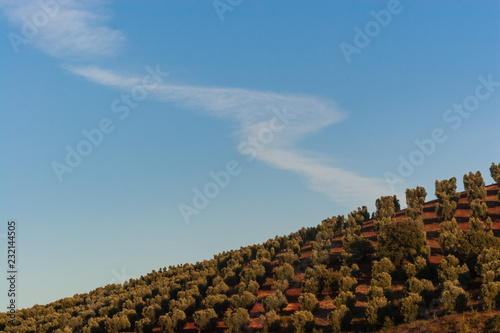 Olivi e nuvole photo