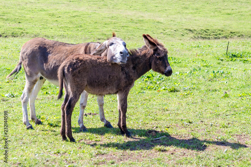 a donkey and her foal