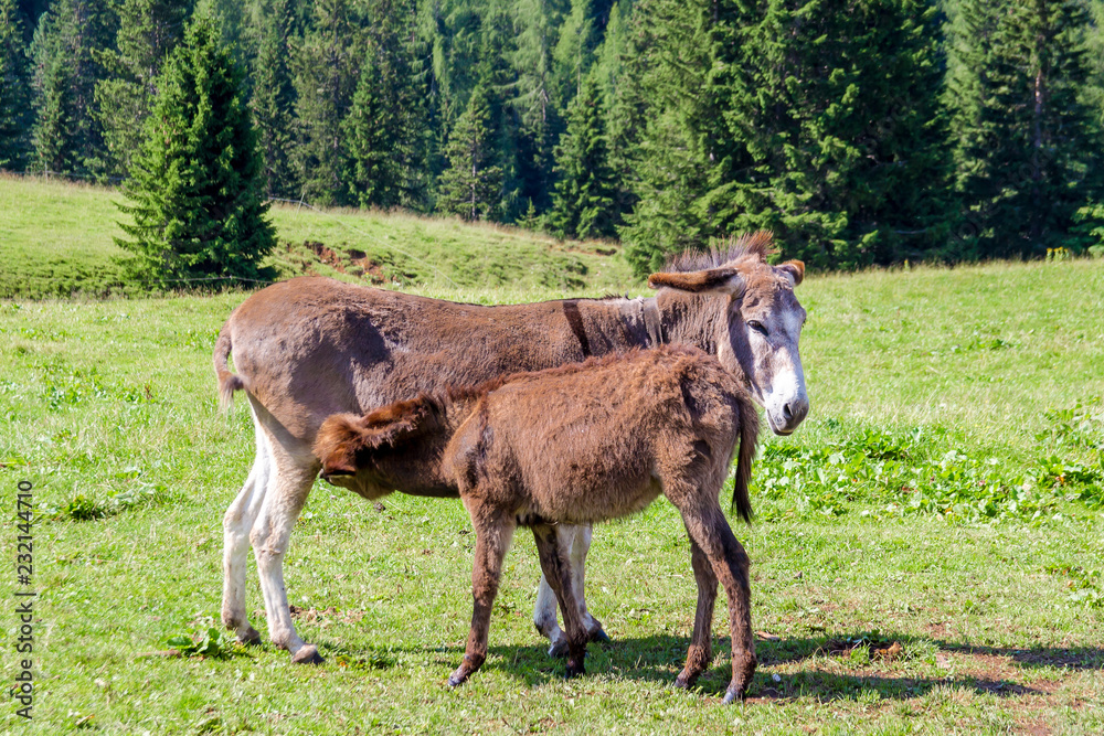 Obraz premium a donkey and her foal