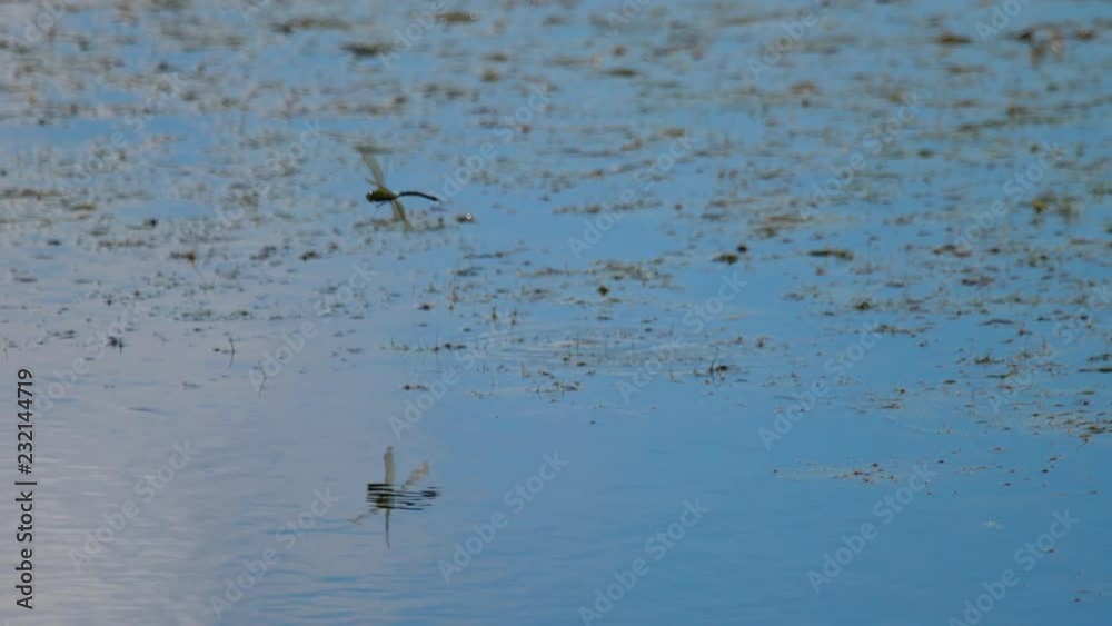 Dragonfly lays eggs Dragonfly lays eggs