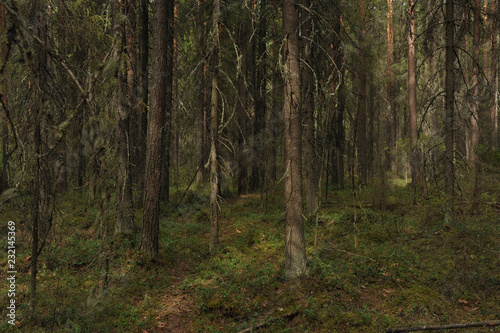 Taiga forest