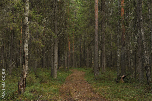 Taiga forest © Grigoriy