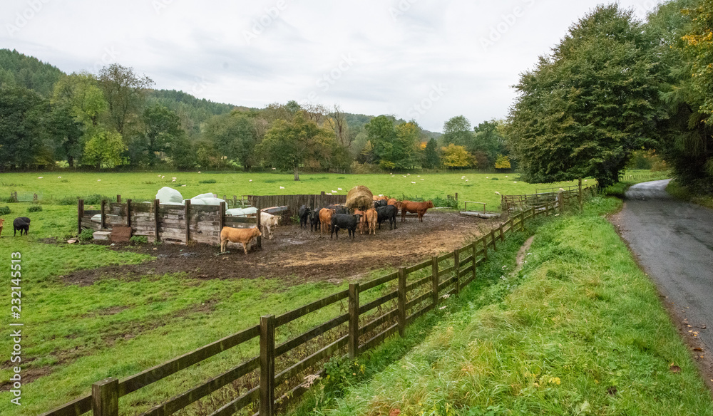 Herd of cows grazing on a farmland, England Herd of cows grazing on a farmland, England