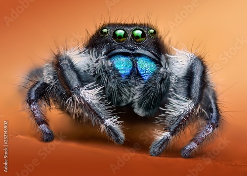 Phidippus audax macro jumping spider © Sebastian