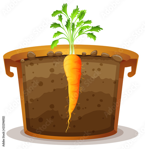 Carrot in pot half view