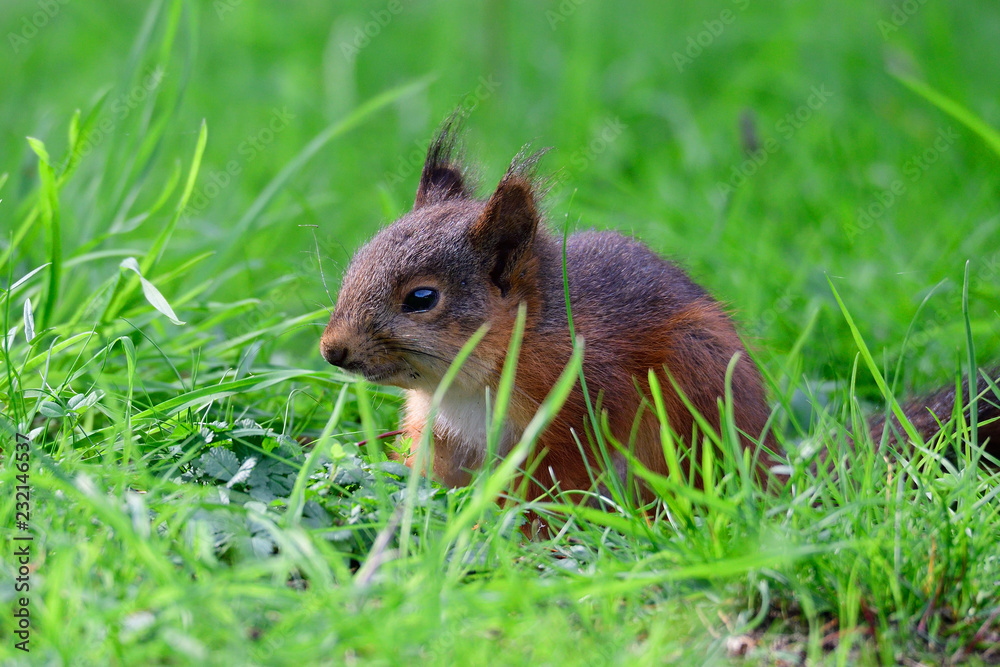 Junges Eichhörnchen bei der Futtersuche Junges Eichhörnchen bei der Futtersuche