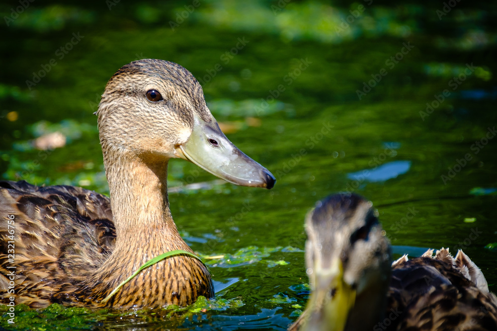 2 swimming ducks close up in the sunshine 2 swimming ducks close up in the sunshine