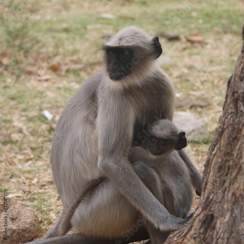 Baby langur hugs mom