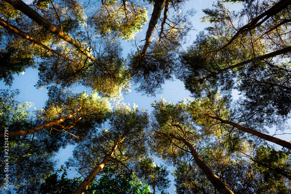 Looking up at pine trees against a blue sky Looking up at pine trees against a blue sky