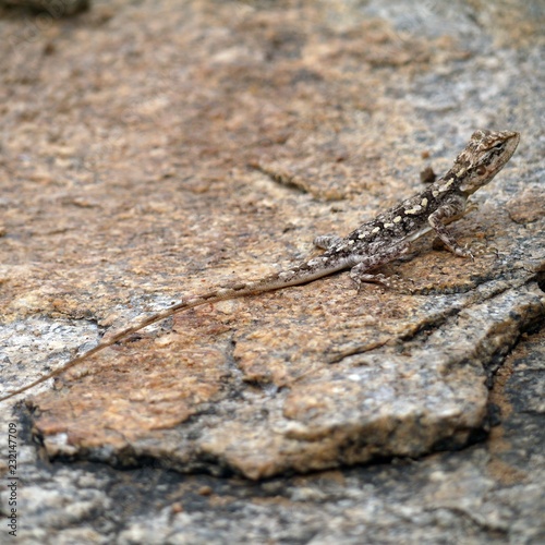 Long-tailed lizard hiding on a rock