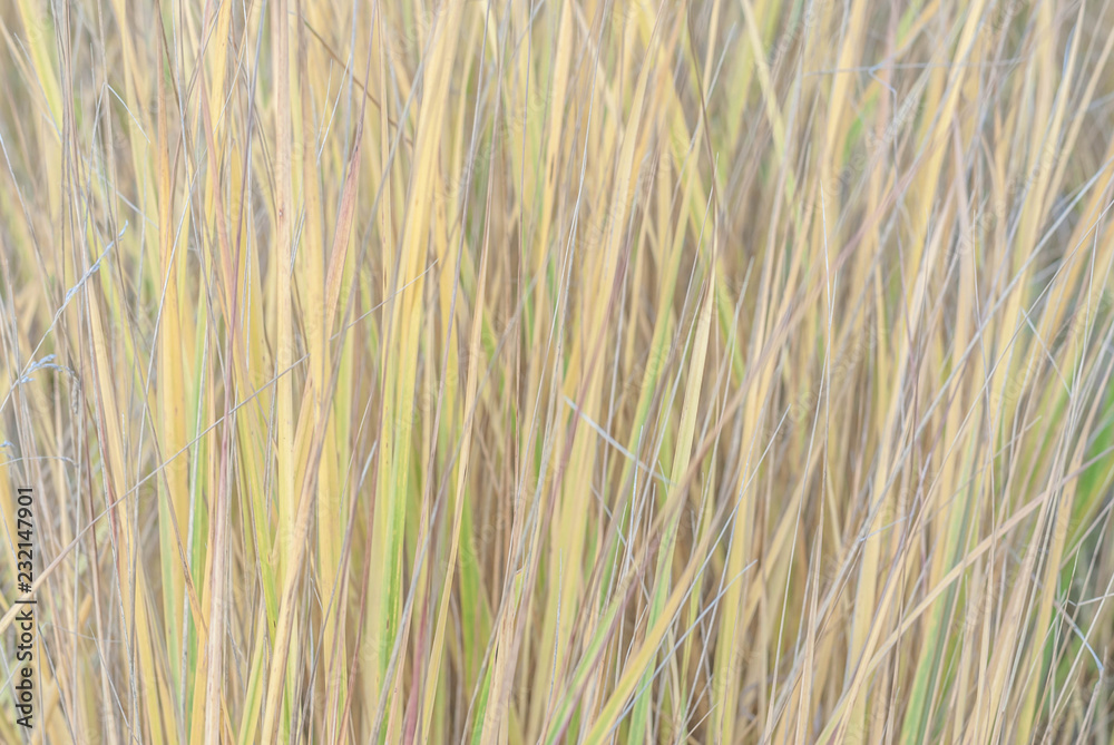 Texture of dry autumn grass sedge, natural neutral calm background Texture of dry autumn grass sedge, natural neutral calm background