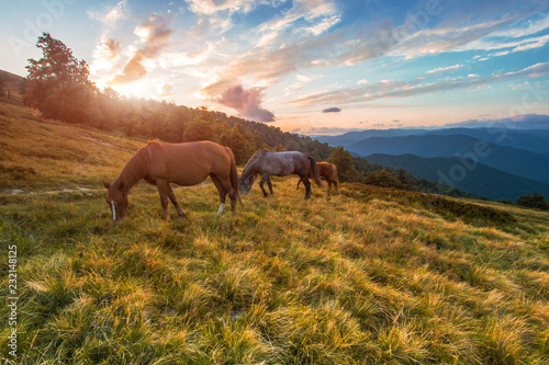 awesome nature scenery, horses on the meadow on background beech forest and far mountains, sunrise morning image, dramatic cloudy sky, Carpathians, Ukraine, European landscape
