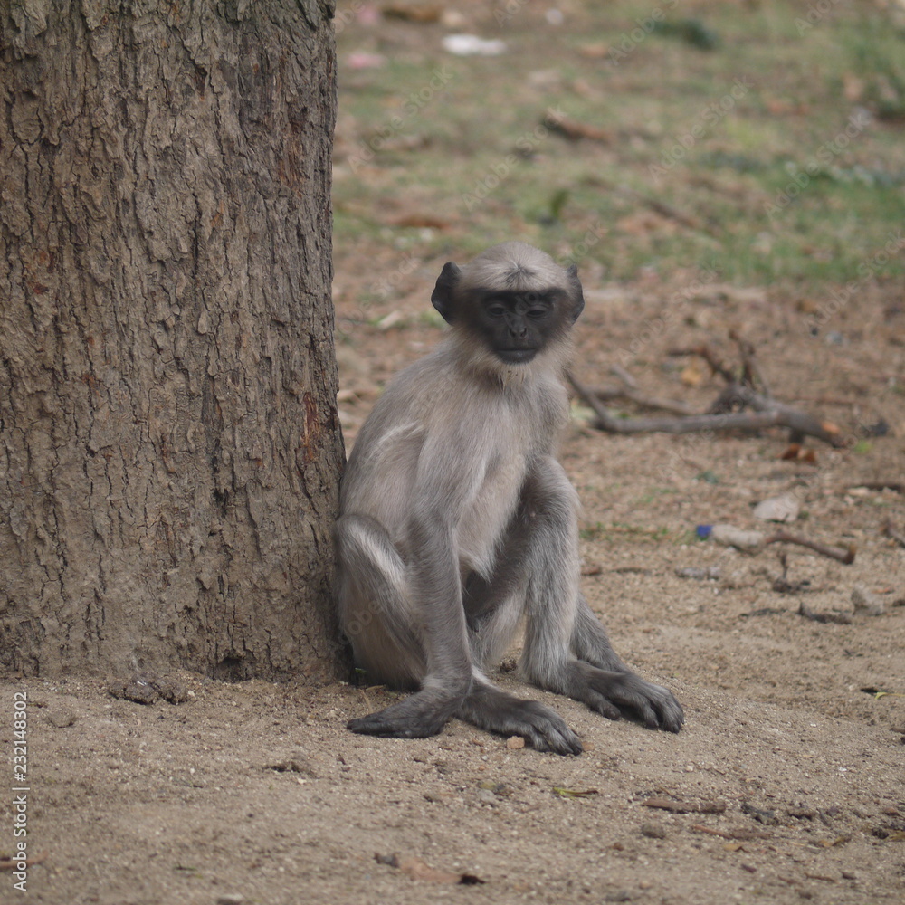 Hanuman langur sitting under the tree