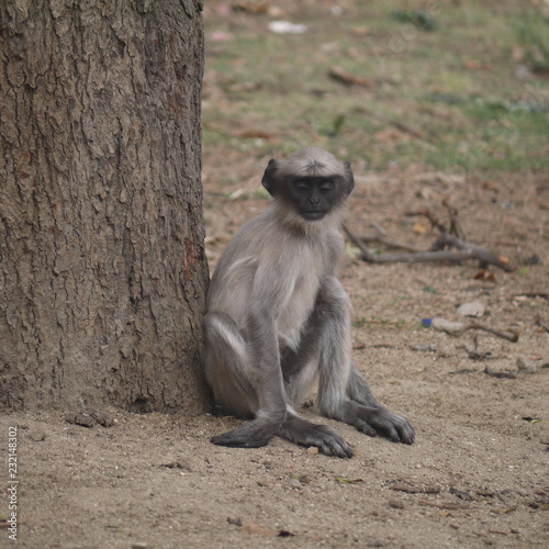 Hanuman langur sitting under the tree © Aleksandra