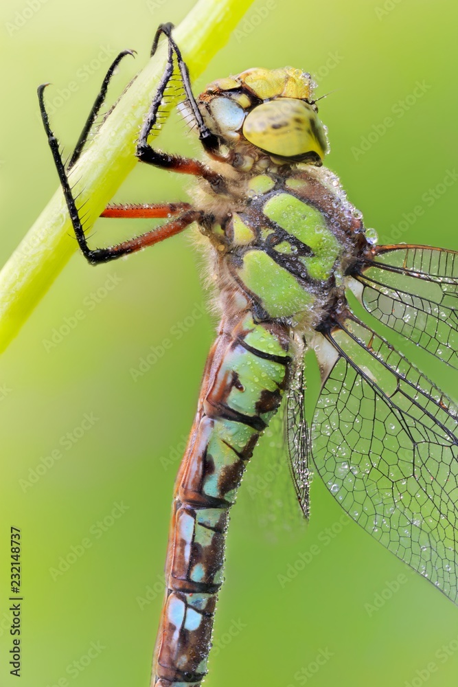 Amazing closeup of polish damselfly resting on the flower in the natural environment, natural light morning macro Amazing closeup of polish damselfly resting on the flower in the natural environment, natural light morning macro