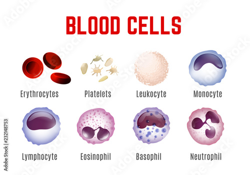 Blood Cells Poster