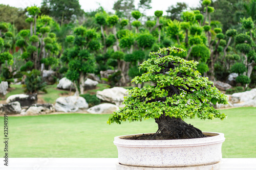Bonsai tree in the garden  image use for planted to decorate.