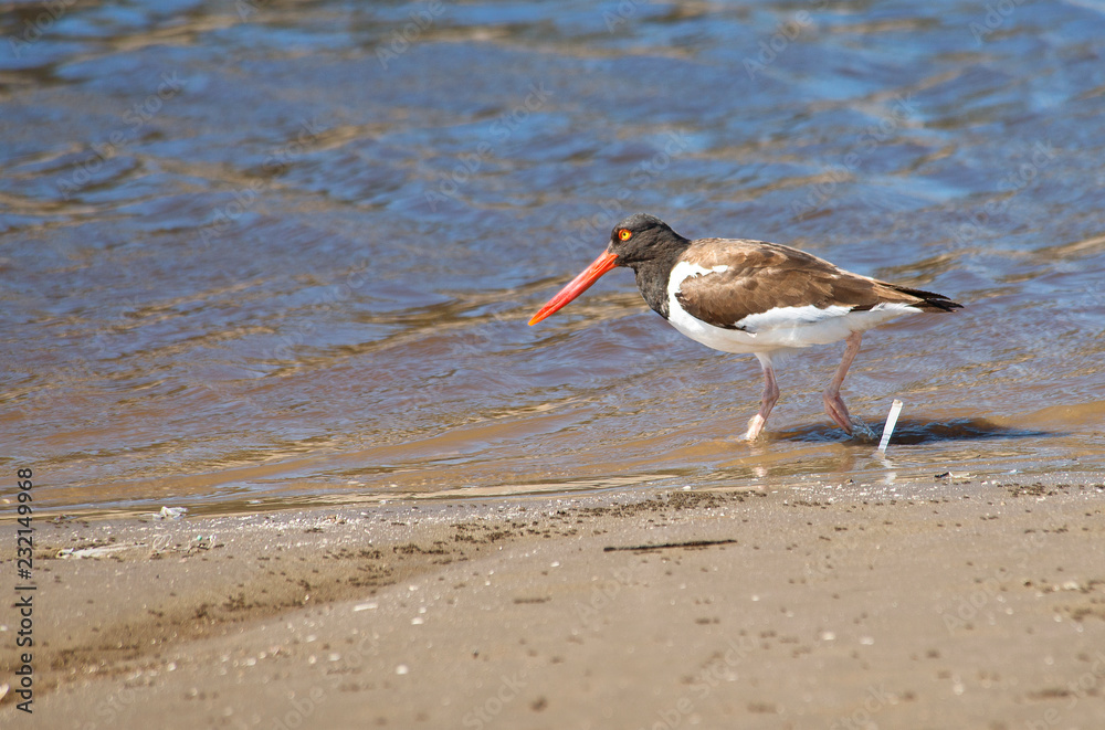 Oystercatcher fishing in the lagoon Oystercatcher fishing in the lagoon