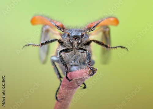 Amphimallon solstitiale beetle starting fly macro © Sebastian
