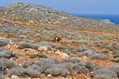 Greece, Crete, goats on Gramvousa Peninsula