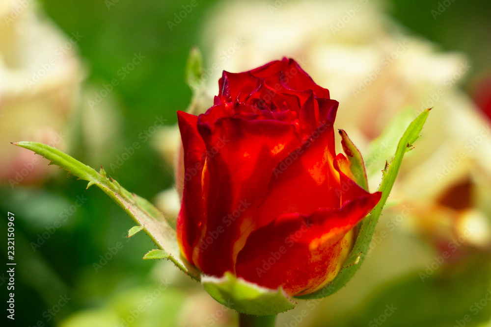 beautiful little red-yellow rose beautiful little red-yellow rose