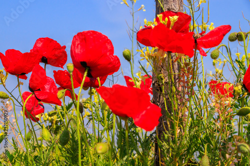 Fototapeta Naklejka Na Ścianę i Meble -  Field with poppies under blue sky