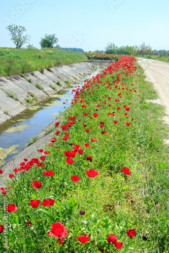 Fototapeta Naklejka Na Ścianę i Meble -  Field with poppies under blue sky