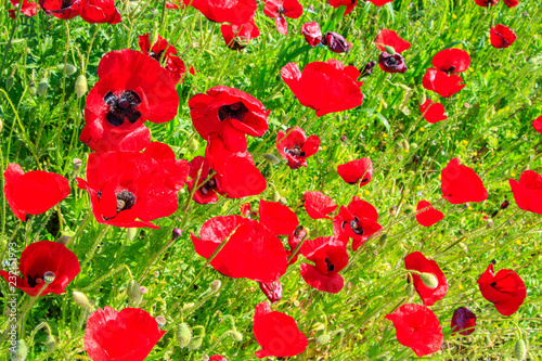 Fototapeta Naklejka Na Ścianę i Meble -  Field with poppies under blue sky