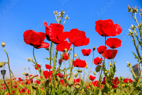 Field with poppies under blue sky