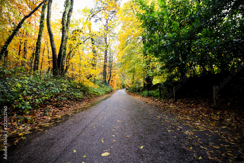 Naklejka premium Road and Autumn Trees