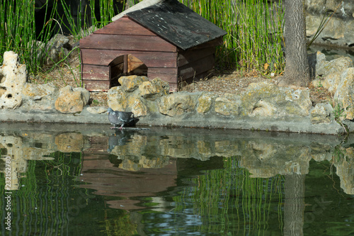 dove perched on water pond in a park photo