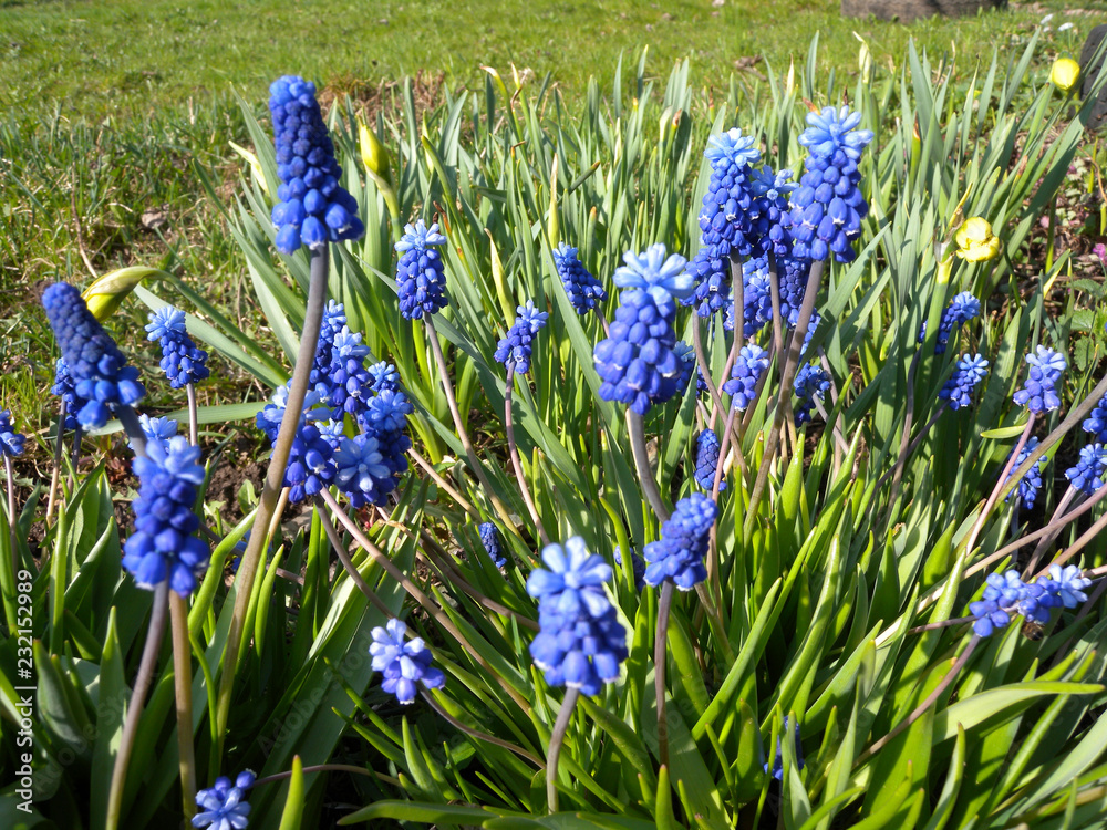 Garden flower Muskarci, blooms early spring Garden flower Muskarci, blooms early spring