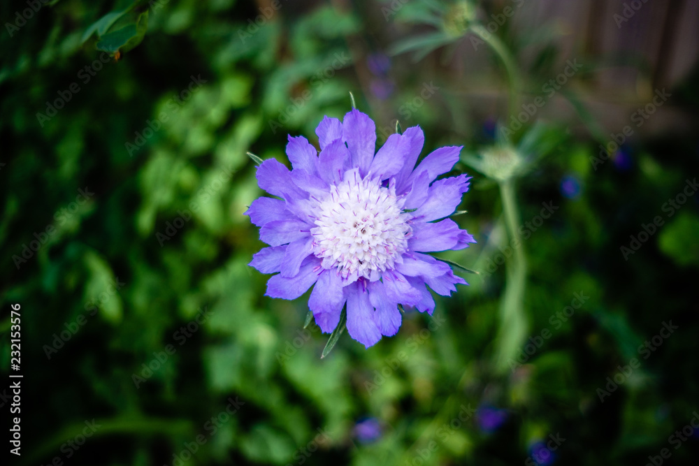 Obraz premium Purple round Flower