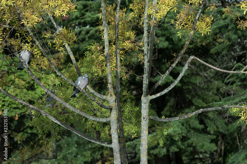 dove perched on tree in a park photo