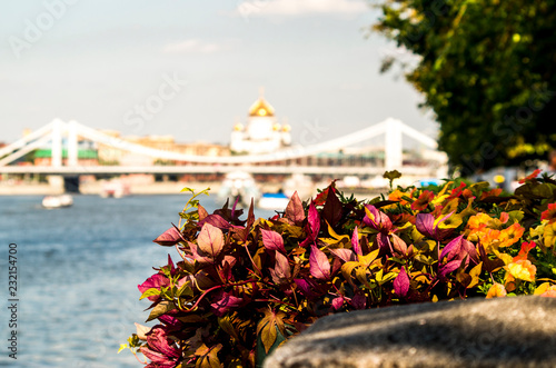 city flowers blossom with Moscow river and the Cathedral of Christ the Savior on the background. Gorky Park, Moscow