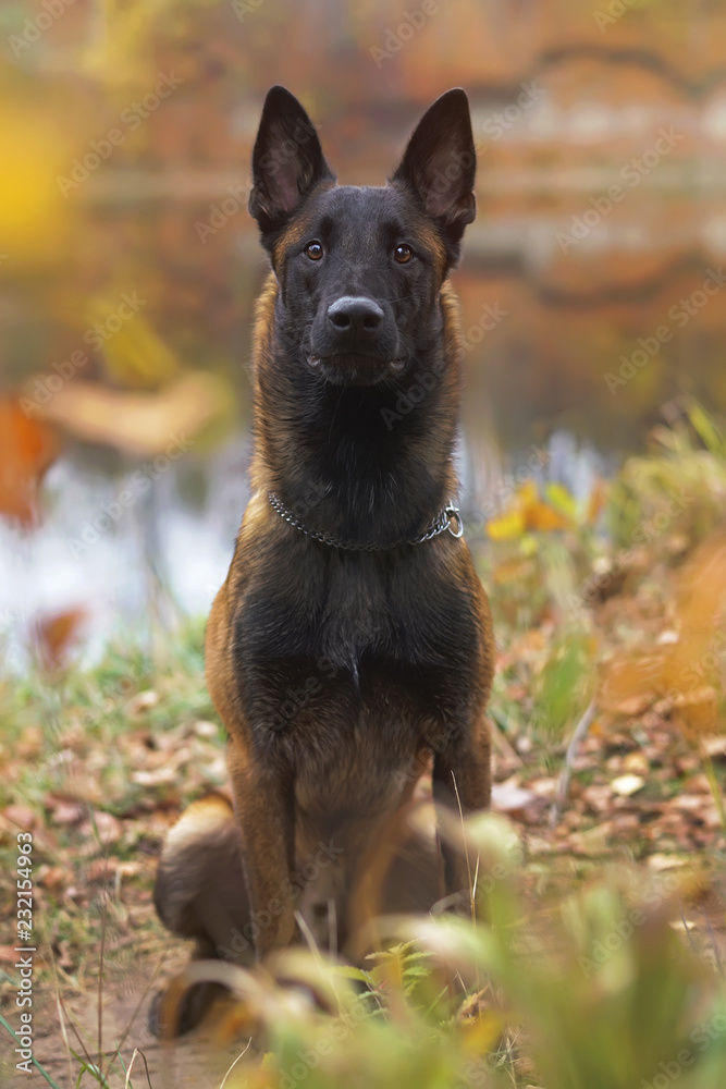 Serious young Belgian Shepherd dog Malinois with a chain collar sitting outdoors on a river bank in autumn