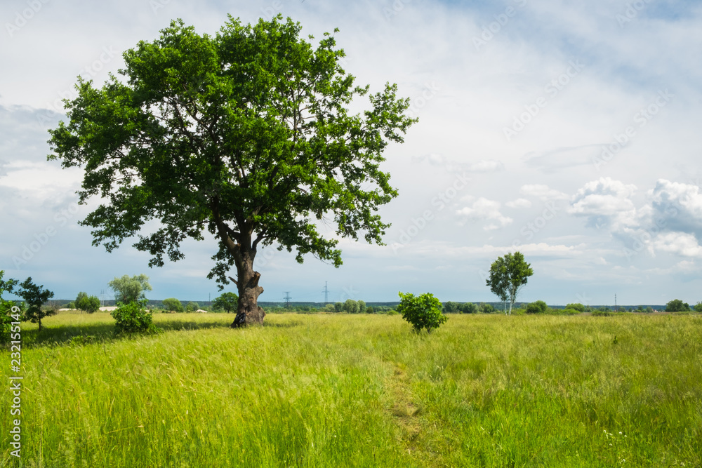 oak in the meadow