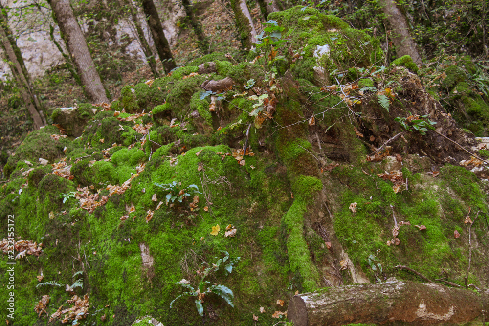 Fototapeta premium cascade recouverte de mousse dans le Jura en autom,e