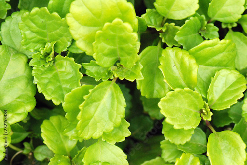 PLECTRANTHUS VERTICILLATUS. PLANTA DEL DINERO photo