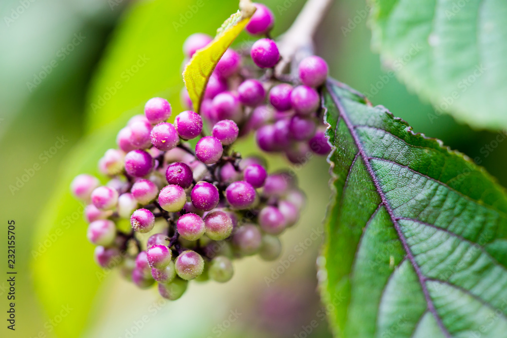 Chinesische Schönfrucht Liebesperlenstrauch Callicarpa giraldii Chinesische Schönfrucht Liebesperlenstrauch Callicarpa giraldii