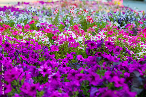 purple flowers grow in the Park